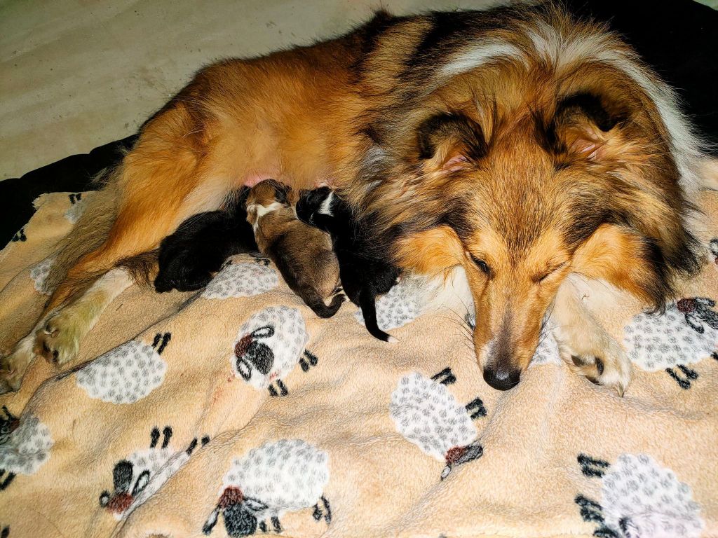 chiot Shetland Sheepdog Dame Vanoise Peint La Boheme