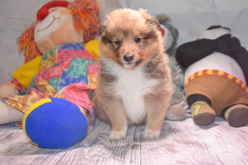 Dame Vanoise Peint La Boheme - Shetland Sheepdog - Portée née le 08/04/2018