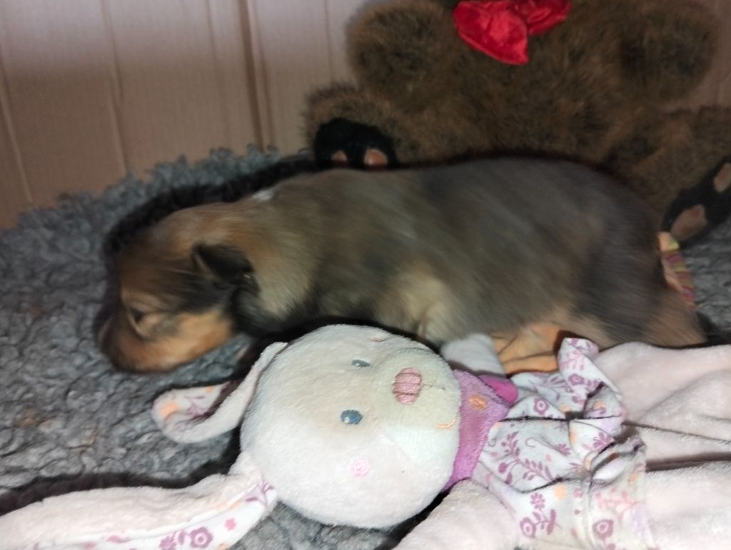 Dame Vanoise Peint La Boheme - Chiots disponibles - Shetland Sheepdog